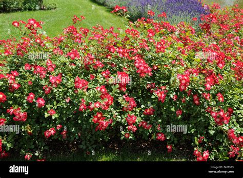 Ground cover roses Stock Photo - Alamy