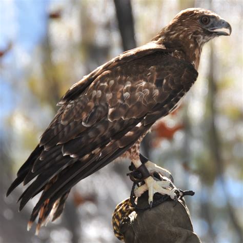 Birds of Prey at the Scottish Highland Gathering & Games | Flickr