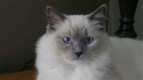 6 Himalayan Ragdoll Cat Personality Traits - Ragdollcare