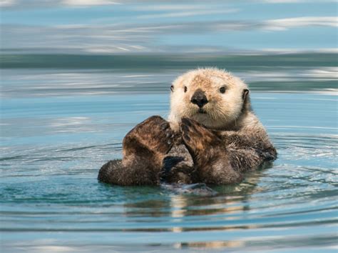 Endangered sea otters to arrive at Birmingham Sea Life Centre this March | Express & Star