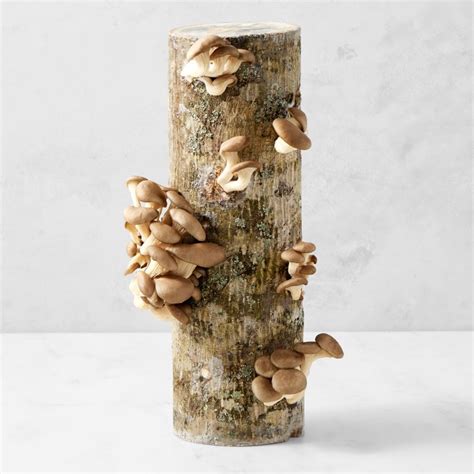 Oyster Mushroom Log Kit | Mushroom Growing Kit | Williams Sonoma