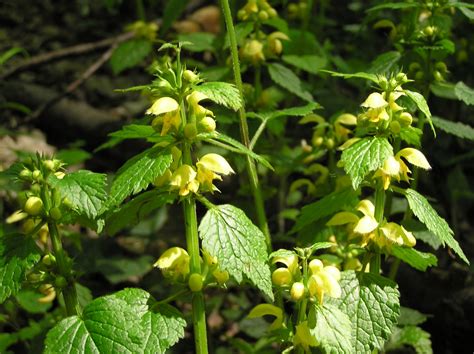 Lamium galeobdolon subsp. galeobdolon | Plants of the World Online | Kew Science