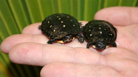 Central Florida Zoo & Botanical Gardens Spotted Turtle – Central Florida Zoo & Botanical Gardens