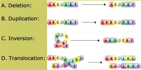 Variation in Structure of Chromosome - Assignment Point