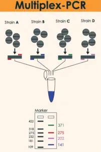 What is Multiplex PCR – 24 Hours Of Biology