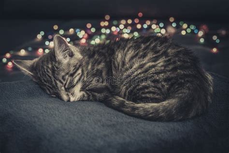 Cute Little Grey Kitten Sleeping Stock Image - Image of small, young: 106917227