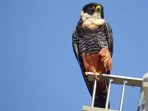 Bird of the Week: Bat Falcon - by Jack Mirkinson