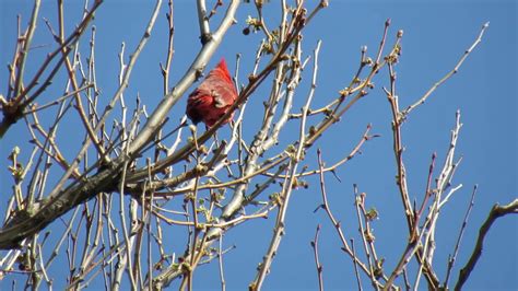 Northern Cardinal Song