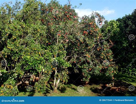 Rambutan Tree Stock Images - Image: 28677544