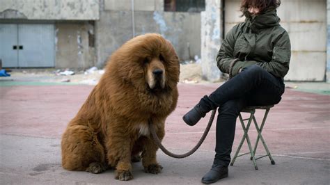 How Much Is A Giant Tibetan Mastiff