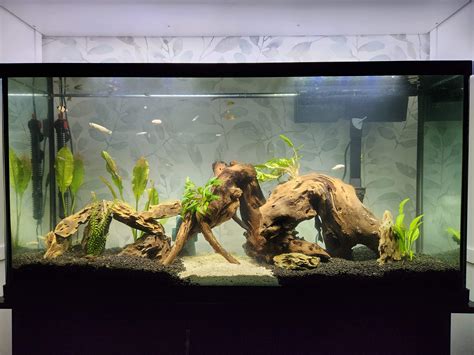 New 55 Gallon Set up : r/freshwateraquarium