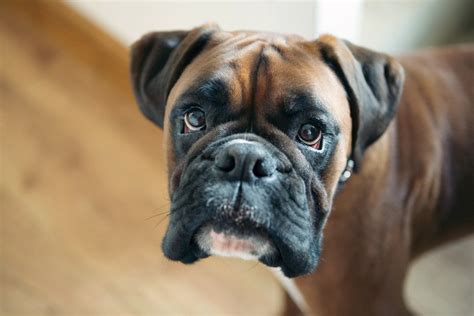 Four of the Best Dog Breeds for Beginners