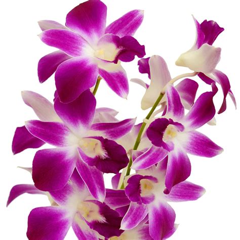 Bicolor Purple/White Dendrobium Orchids| Wholesaleflowers.net