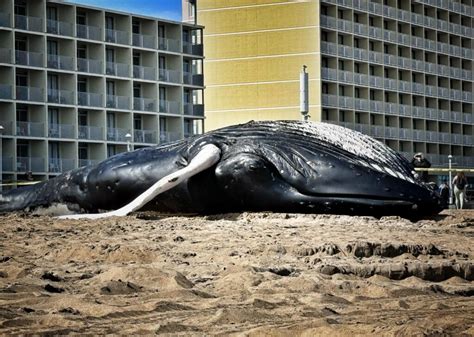 Two Dead Humpback Whales Found in Virginia Beach in One Day ...