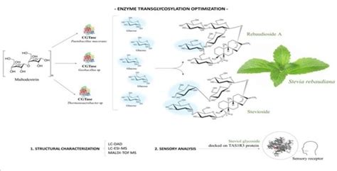 Foods | Free Full-Text | Transglycosylation of Steviol Glycosides and Rebaudioside A: Synthesis ...