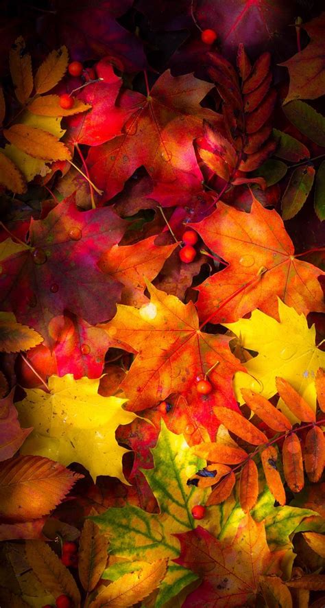 phone wallpaper fall herbst Tree Wallpaper, Fall Wallpaper, Colorful ...