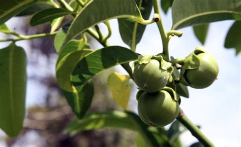 The chocolate pudding tree | The West Australian