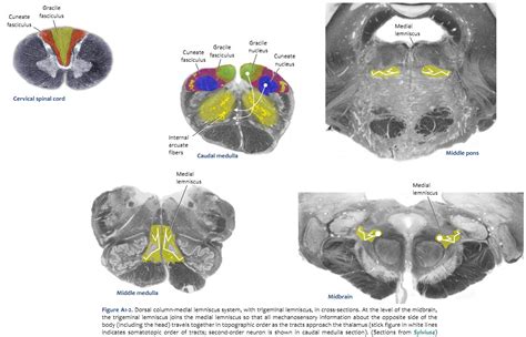 Medial Lemniscus Medulla