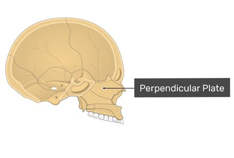 Ethmoid Bone Anatomy | GetBodySmart