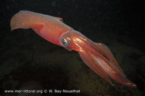 Photographie de Loligo vulgaris - Common squid