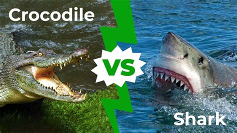 Crocodile vs Shark: Who Would Win in a Fight? - IMP WORLD