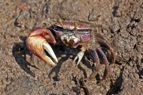 Fiddler Crab Care: Habitat, Food, Tank Mates, Setup...