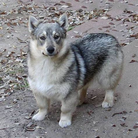 Swedish Vallhund; the Wolf Corgi | Swedish vallhund, Wolf corgi, Cute ...