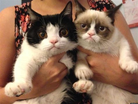 Grumpy Cat's Brother Revealed: Pokey Is An Only Slightly Less Grumpy Cat (PHOTOS) | HuffPost