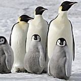 March of the Penguins 2 Photos and Details | POPSUGAR News