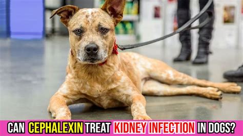 Cephalexin for Dogs: A Guide to Treating Kidney Infections