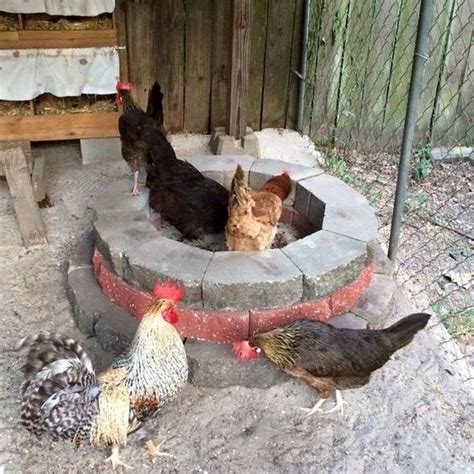 6 Great Chicken Dust Bath Ideas - The Owner-Builder Network