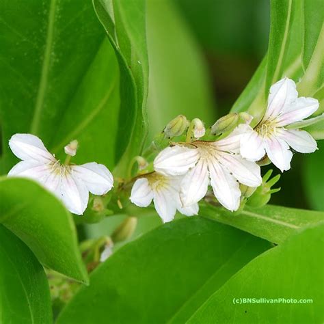 B N Sullivan Photography: Beach Naupaka Flowers (Scaevola sericea)