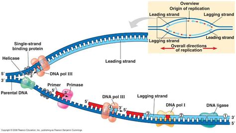 dna - Telomere shortening during replication - Biology Stack Exchange