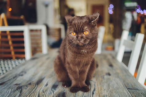 British Shorthair Personality: What Makes Them Unique? | Catastic