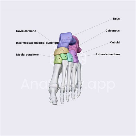 Tarsal bones | Skeleton of the lower limb | Lower Extremity | Anatomy ...