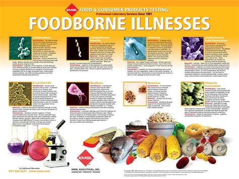 I chose this image because it represents the various strains of foodborne illnesses that can ...