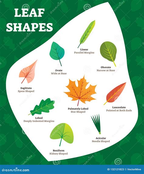 Leaf Shapes Vector Illustration. Biology Labeled Leave Kinds for Kids ...