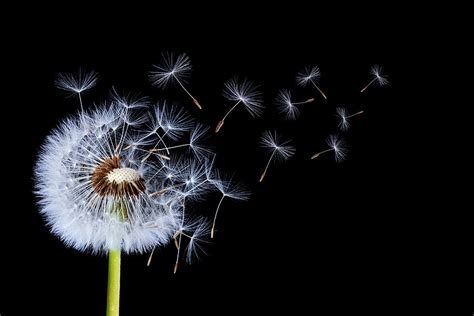 Dandelion on black background #1 Photograph by Bess Hamiti - Fine Art America