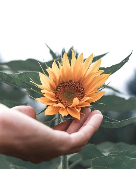 HD wallpaper: selective focus photography of yellow petaled flower ...