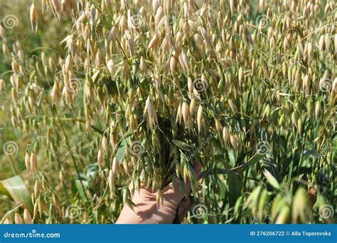 Reaching the Harvest in the Field, Growing Oats Harvesting Stock Photo ...