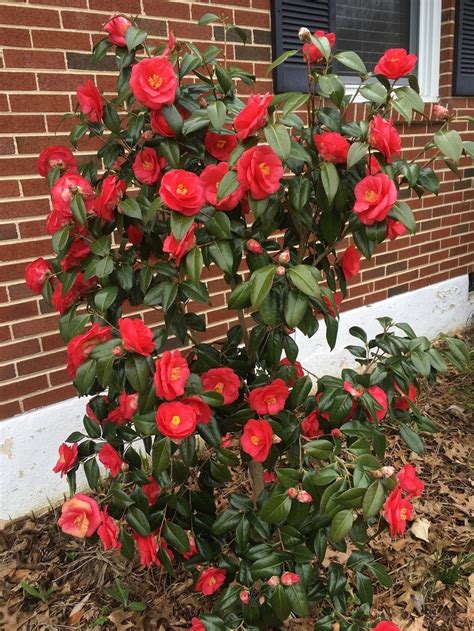 PlantFiles Pictures: Common Camellia, Japanese Camellia 'Red Jade' (Camellia japonica) by ...