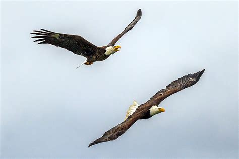 Eagles Fly in Formation