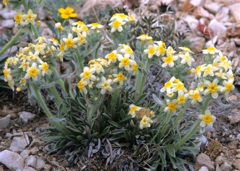 Terlingua Creek cat's-eye: Federal & State Listed Plants of Texas