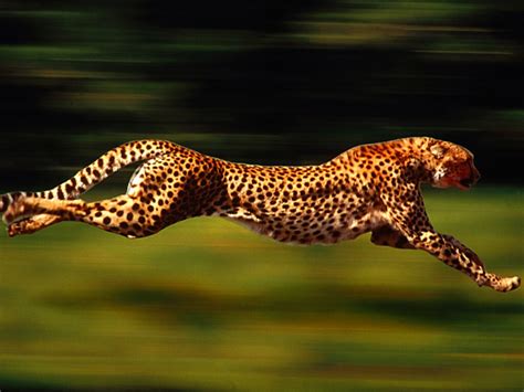 Why is Cheetah the Fastest Land Animal?