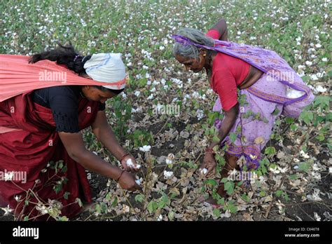 India Maharashtra, cotton farming in Vidarbha region , most of the ...