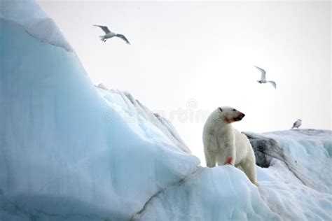 Natural Iceberg With Polar Bear Stock Photo - Image of submerged, frozen: 18878684