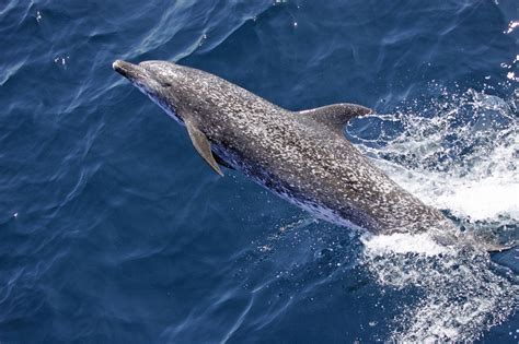 Dolphin Free Stock Photo - Public Domain Pictures