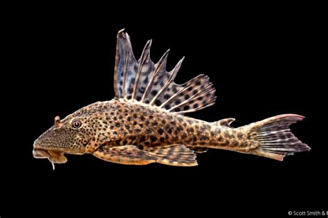 Chupaalgas • Hypostomus plecostomus • Ficha de pez