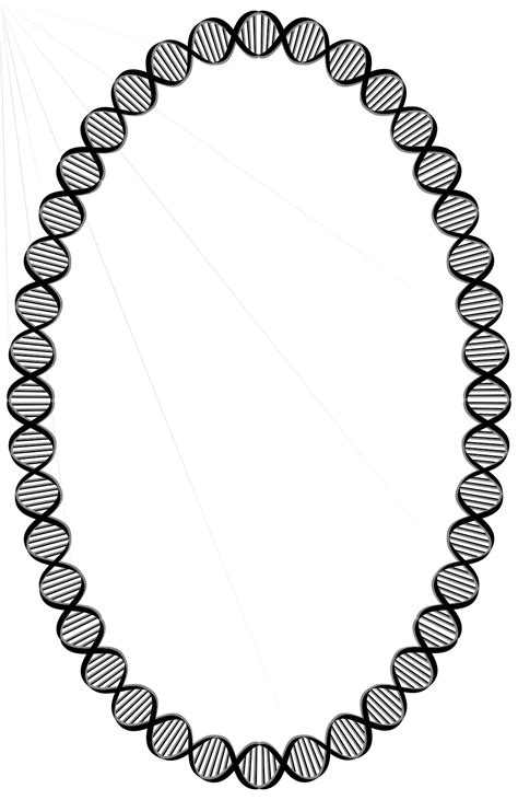 DNA Ellipse Clip Art Image - ClipSafari
