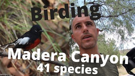 Birding Madera Canyon, Arizona. Over 40 bird species. - YouTube